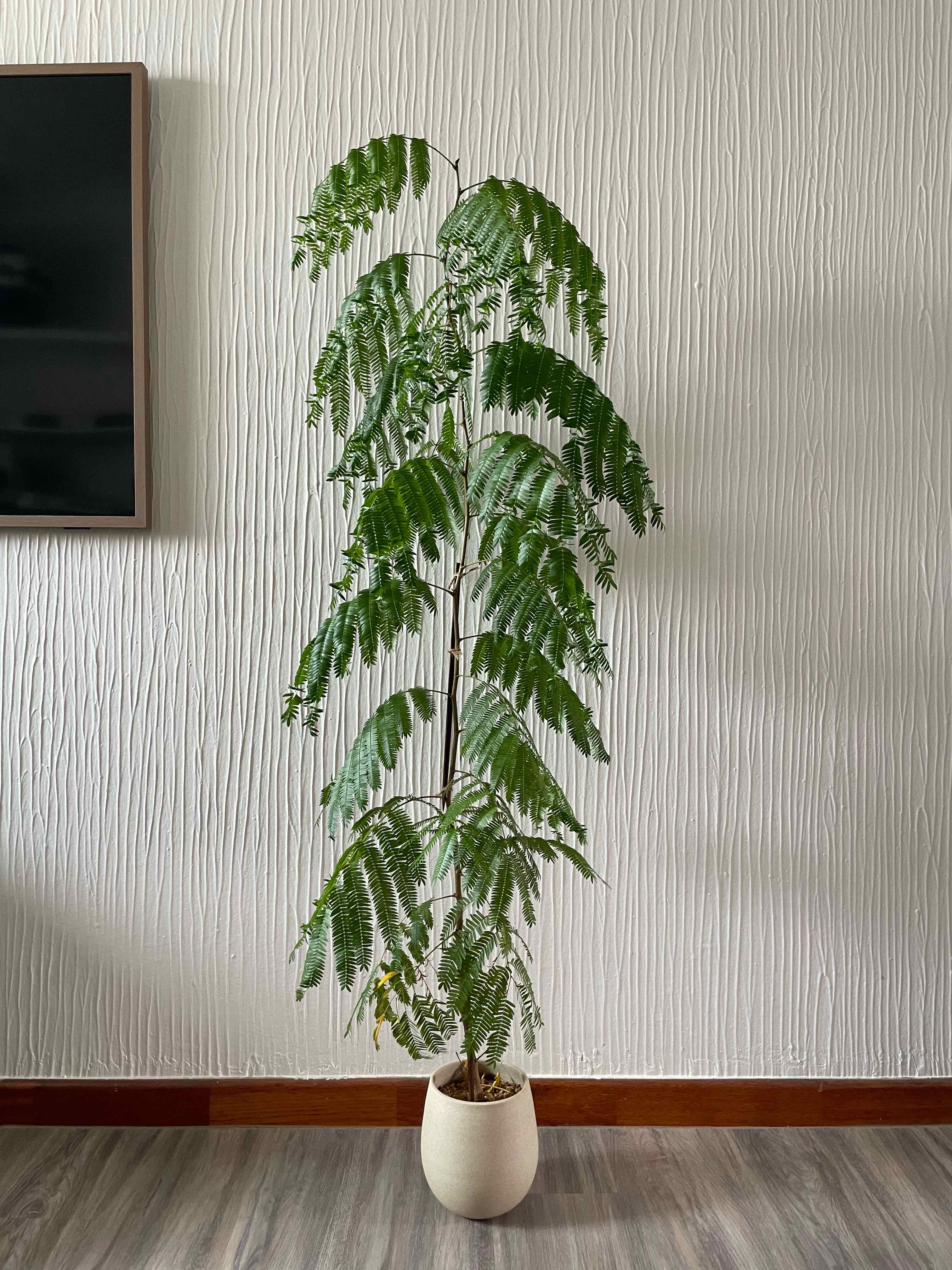 Tall, healthy Everfresh Tree in a white pot with vibrant green leaves.