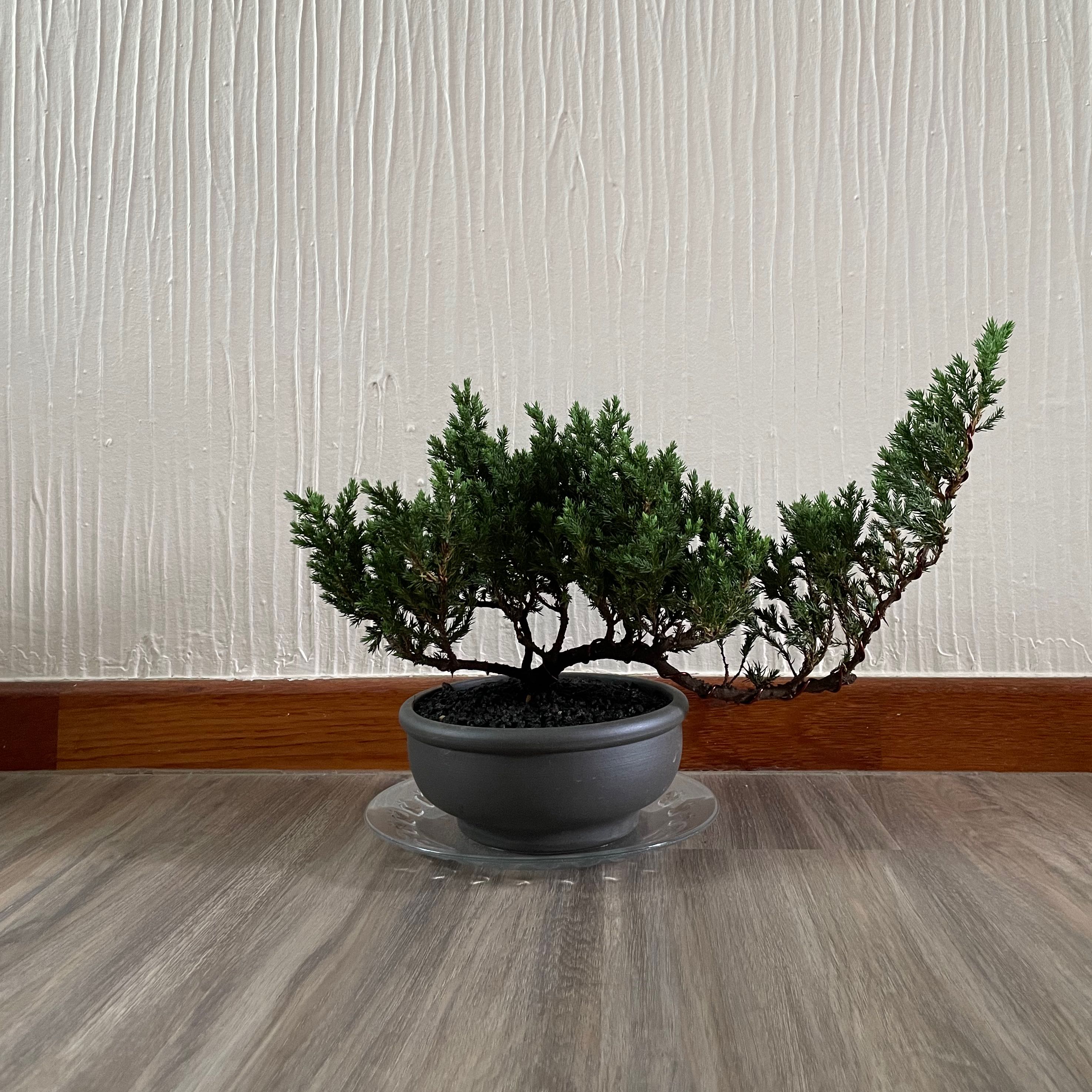Potted Creeping Juniper plant indoors against a textured wall.