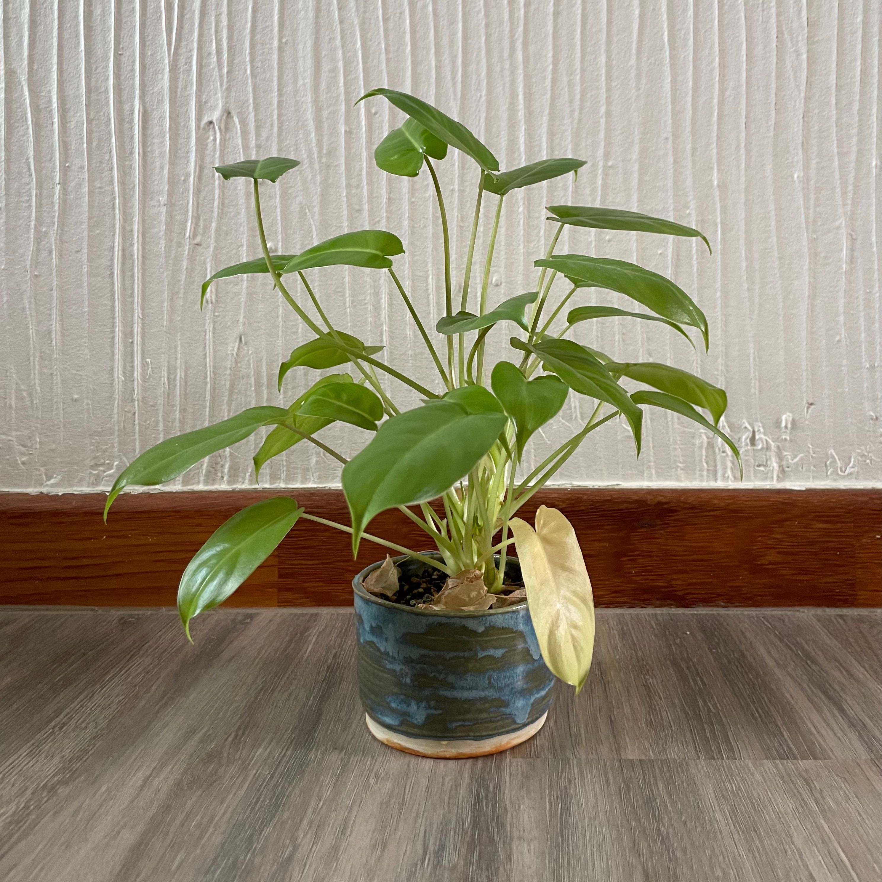 Potted Burle Marx plant with green leaves and one yellowing leaf, placed indoors on a wooden floor.
