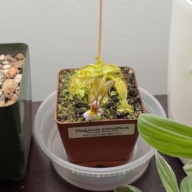 Photo of the plant species Primrose Butterwort by @GemMira28 named Winston on Greg, the plant care app