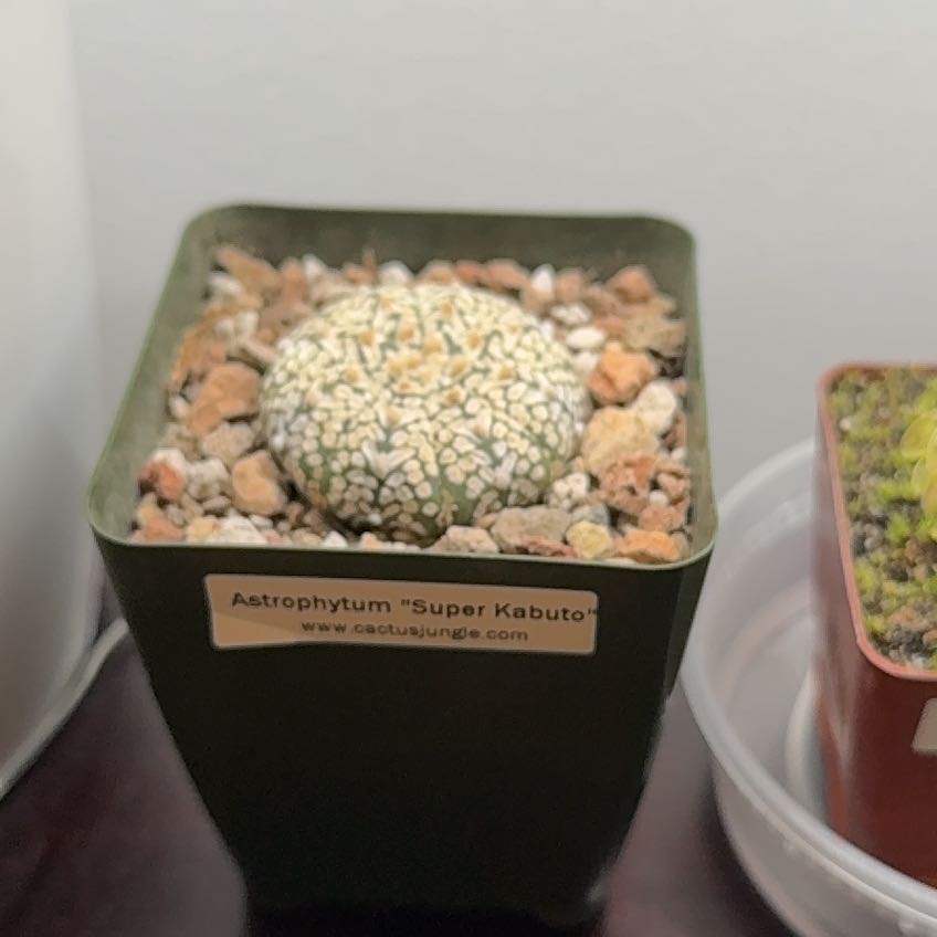 Photo of the plant species Silver Dollar Cactus by @GemMira28 named Remington on Greg, the plant care app