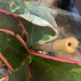 Photo of the plant species Jungle Geranium by @LeisuredCorn named Shakira on Greg, the plant care app