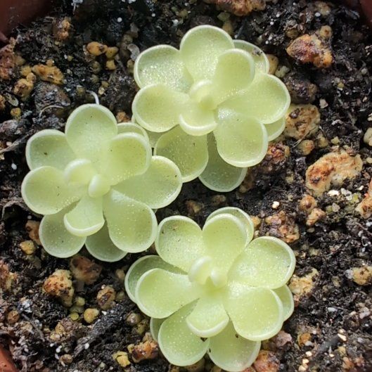 Photo of the plant species Mexican Butterwort by @SummeryPuka named Pretty little babies on Greg, the plant care app
