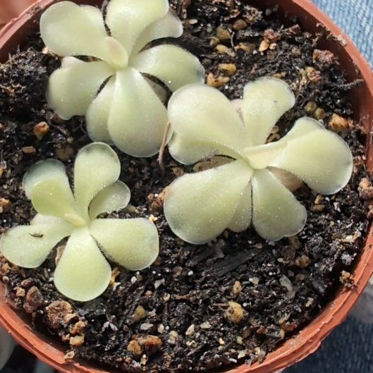 Photo of the plant species Butterwort by @SummeryPuka named Tic, Tac, Toe on Greg, the plant care app
