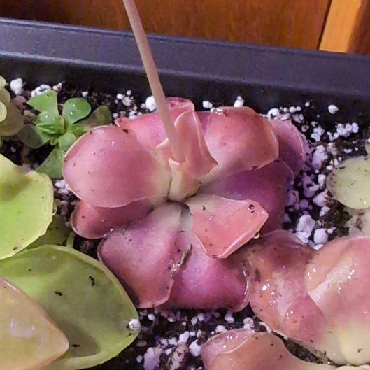 Photo of the plant species Butter Worth by @SummeryPuka named Thelma & Louise on Greg, the plant care app