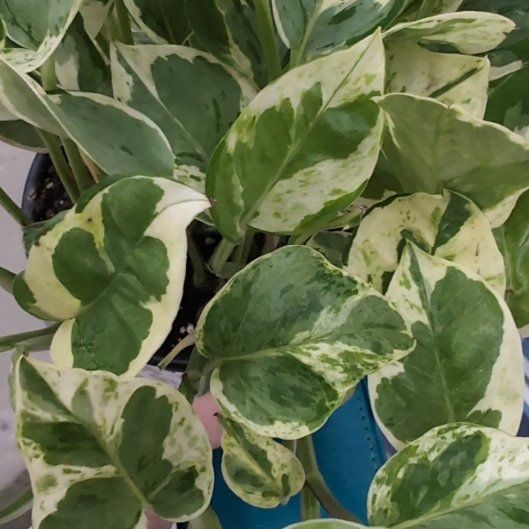 Photo of the plant species Epipremnum 'Njoy' by @SummeryPuka named Pippy on Greg, the plant care app