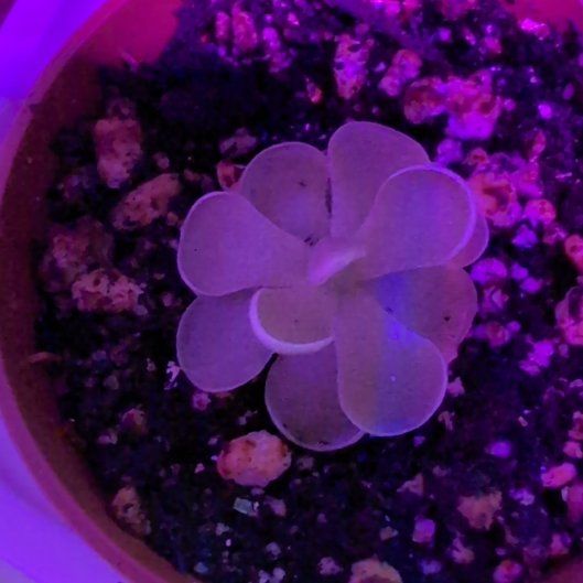 Photo of the plant species Mexican Butterwort by @SummeryPuka named Esseriana on Greg, the plant care app