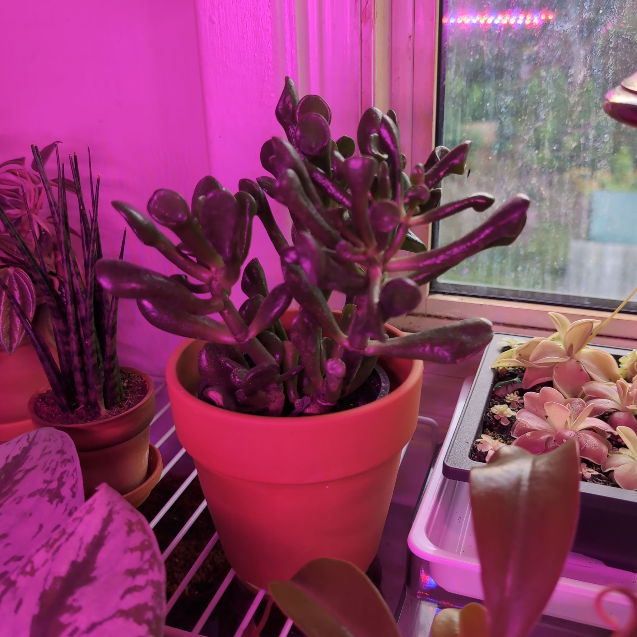 Photo of the plant species Crassula 'Ogre Ears' by @SummeryPuka named Shrek on Greg, the plant care app