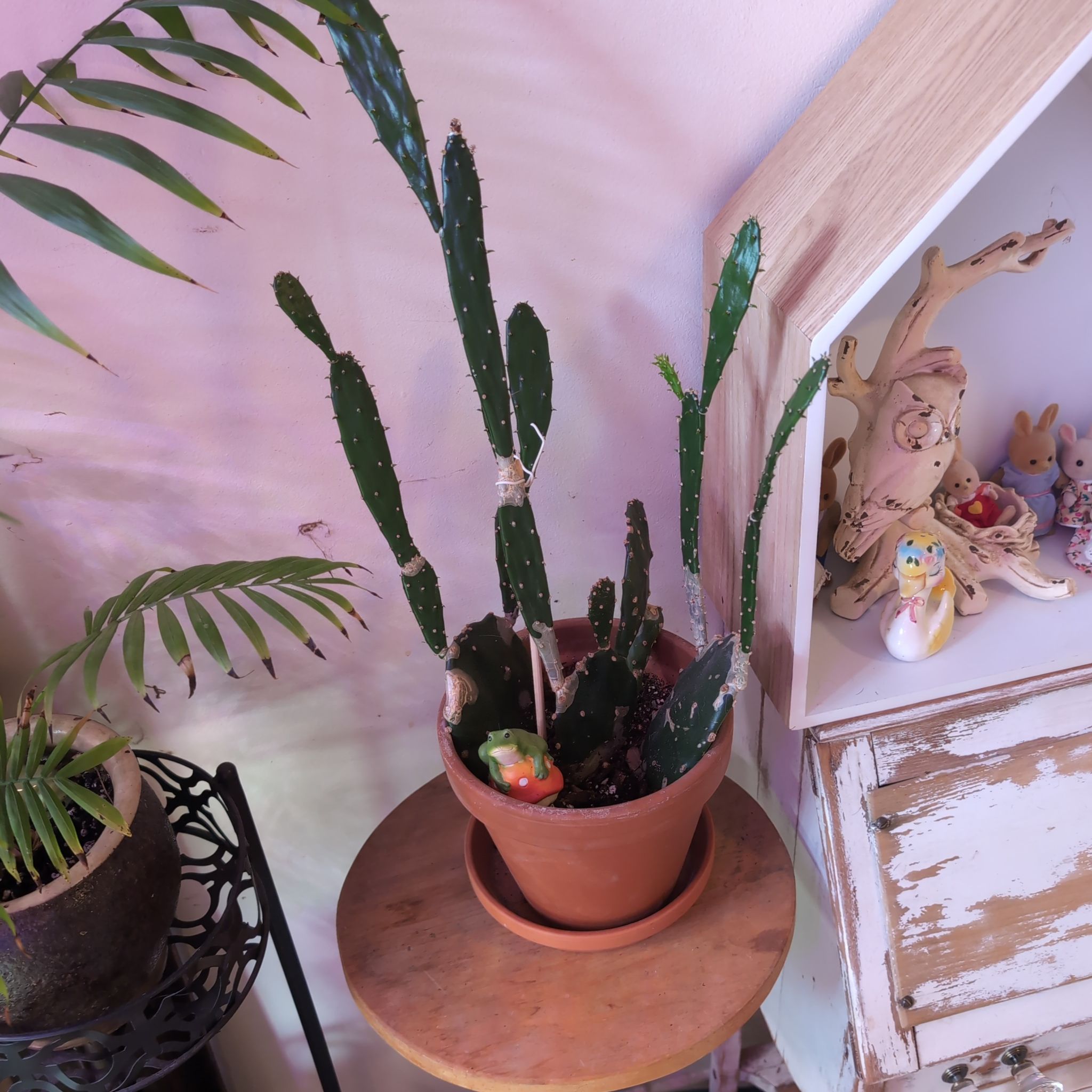 Photo of the plant species Spineless Prickly Pear by @SummeryPuka named Perry on Greg, the plant care app