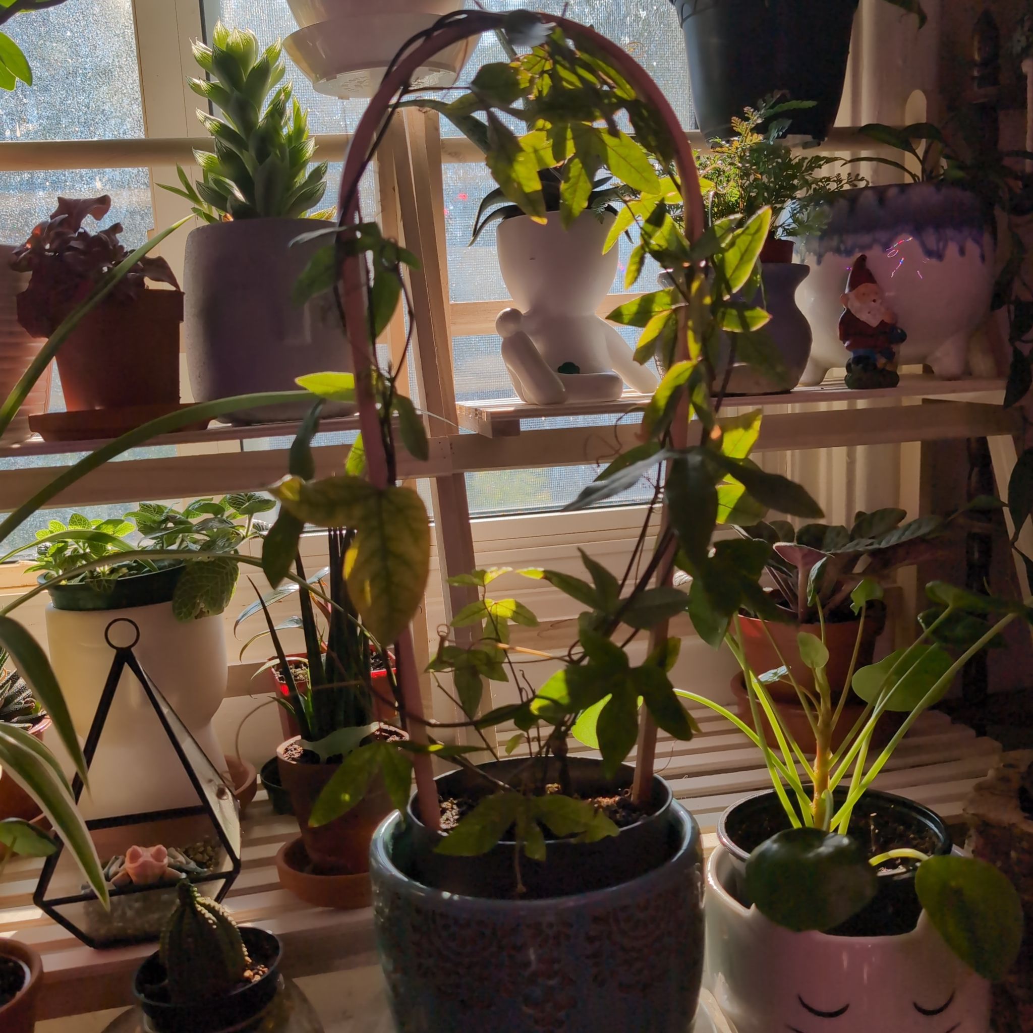 Photo of the plant species Passion Flower by @SummeryPuka named Sophie on Greg, the plant care app