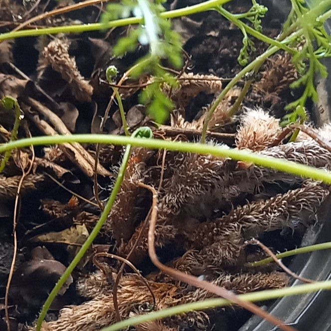 Photo of the plant species Brass Buttons by @RichToropapa84 named Cleopatra on Greg, the plant care app