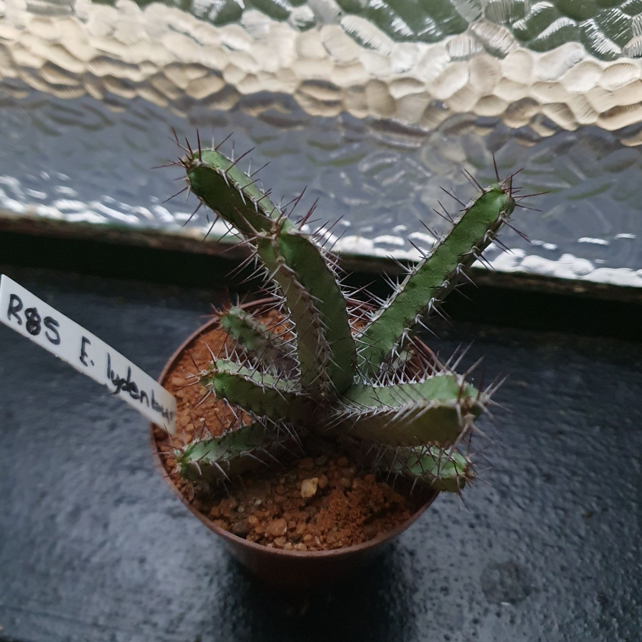 Photo of the plant species Euphorbia lydenburgensis by @PiquantHedera89 named lydenburgensis on Greg, the plant care app