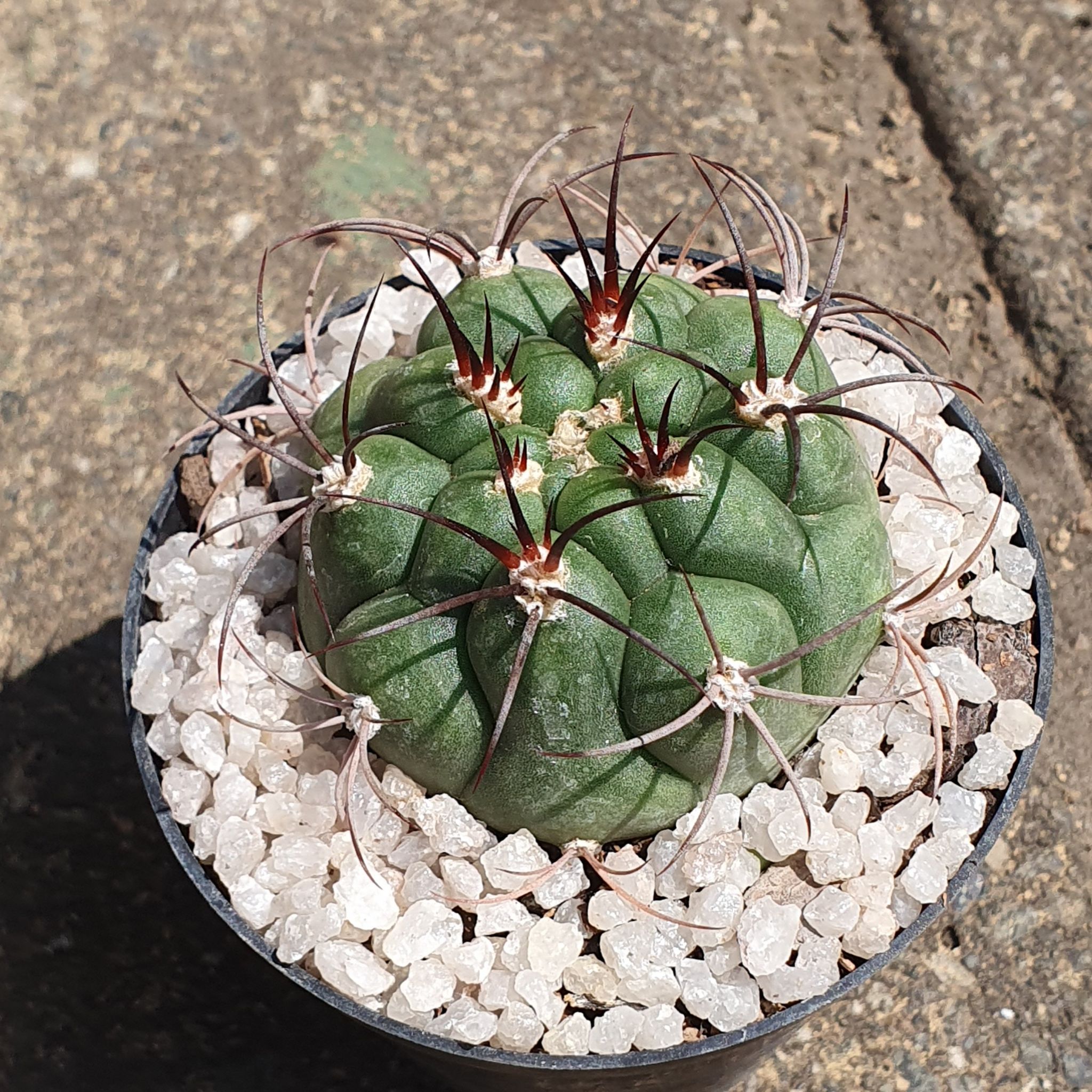 Photo of the plant species Gymnocalycium pflanzii by @PiquantHedera89 named Gymnocalycium on Greg, the plant care app