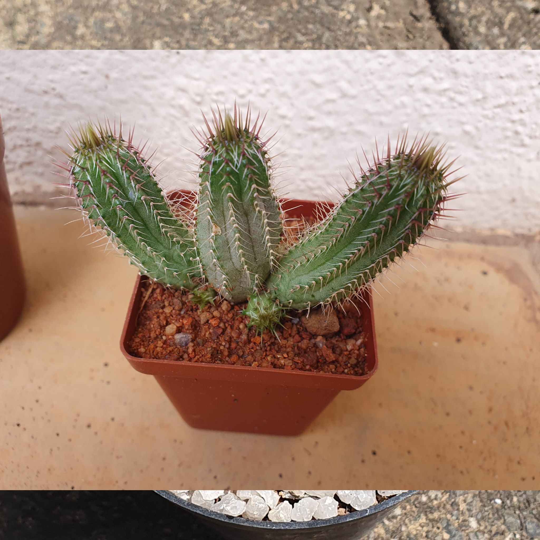Plant care for Tavaresia on Greg, the plant care app