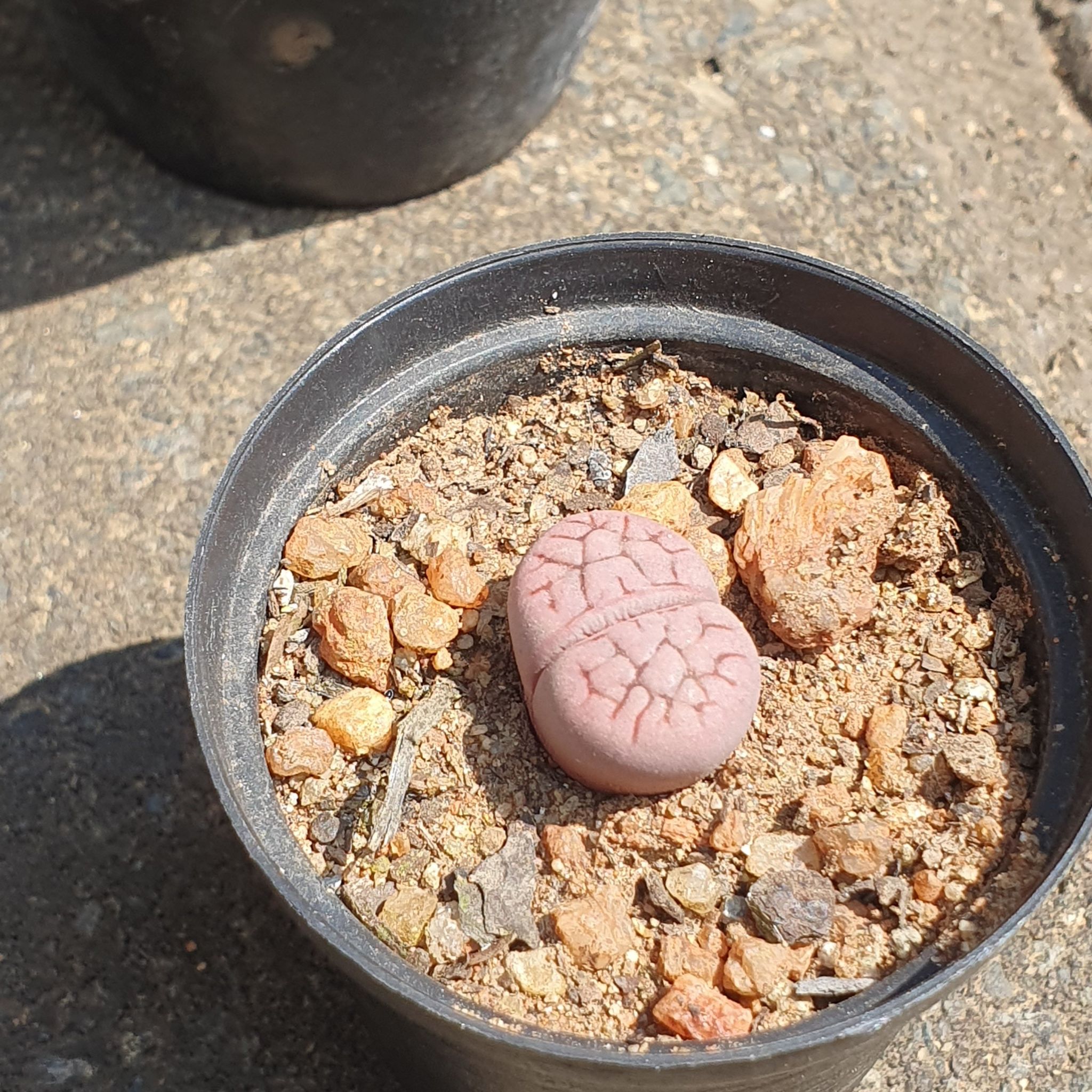Photo of the plant species Living Stones by @PiquantHedera89 named eberlanzii on Greg, the plant care app