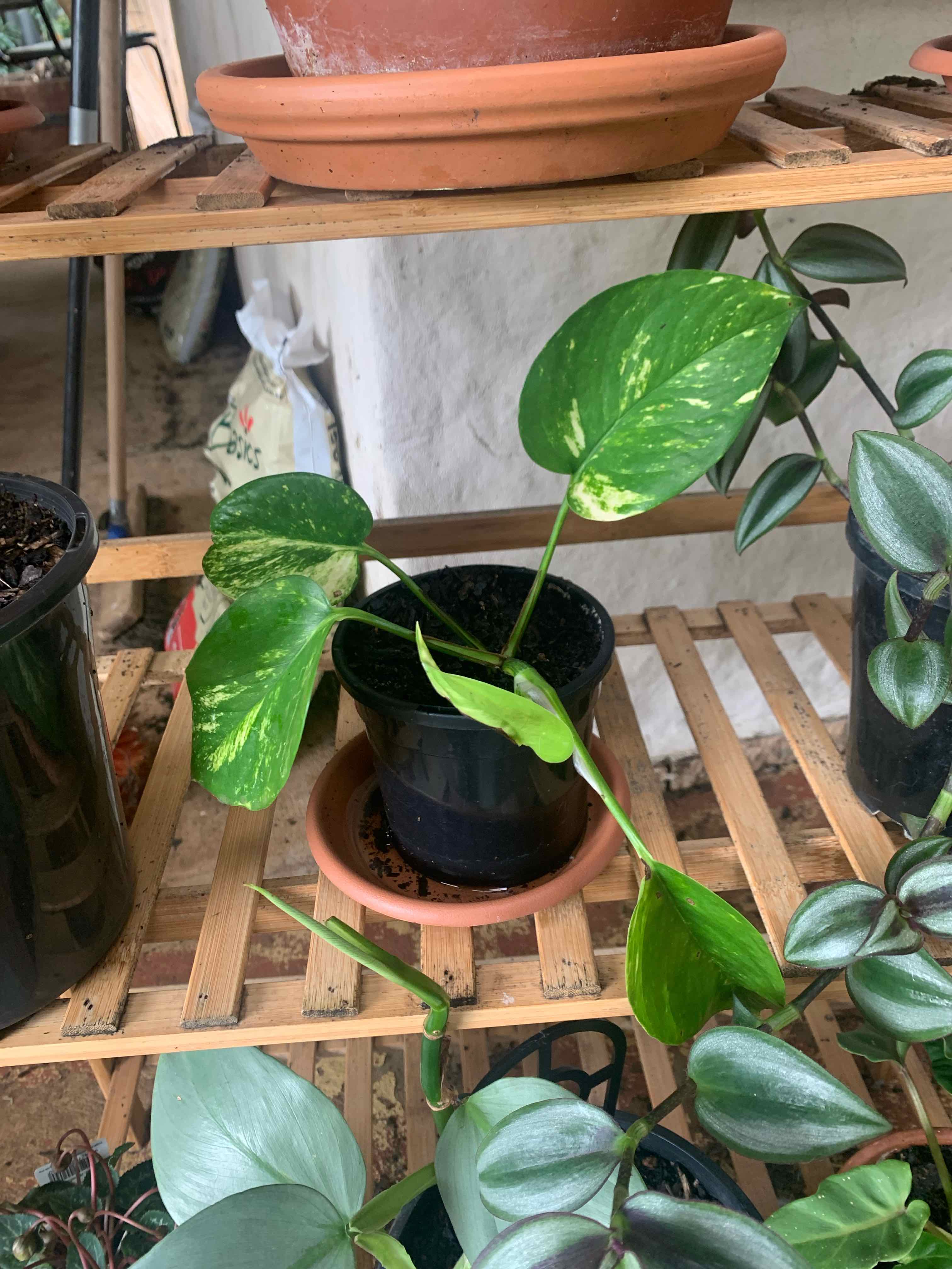 Taro Vine plant photo by @xxjazzxxpazz named Epipremnum Pothos on Greg, the plant care app.