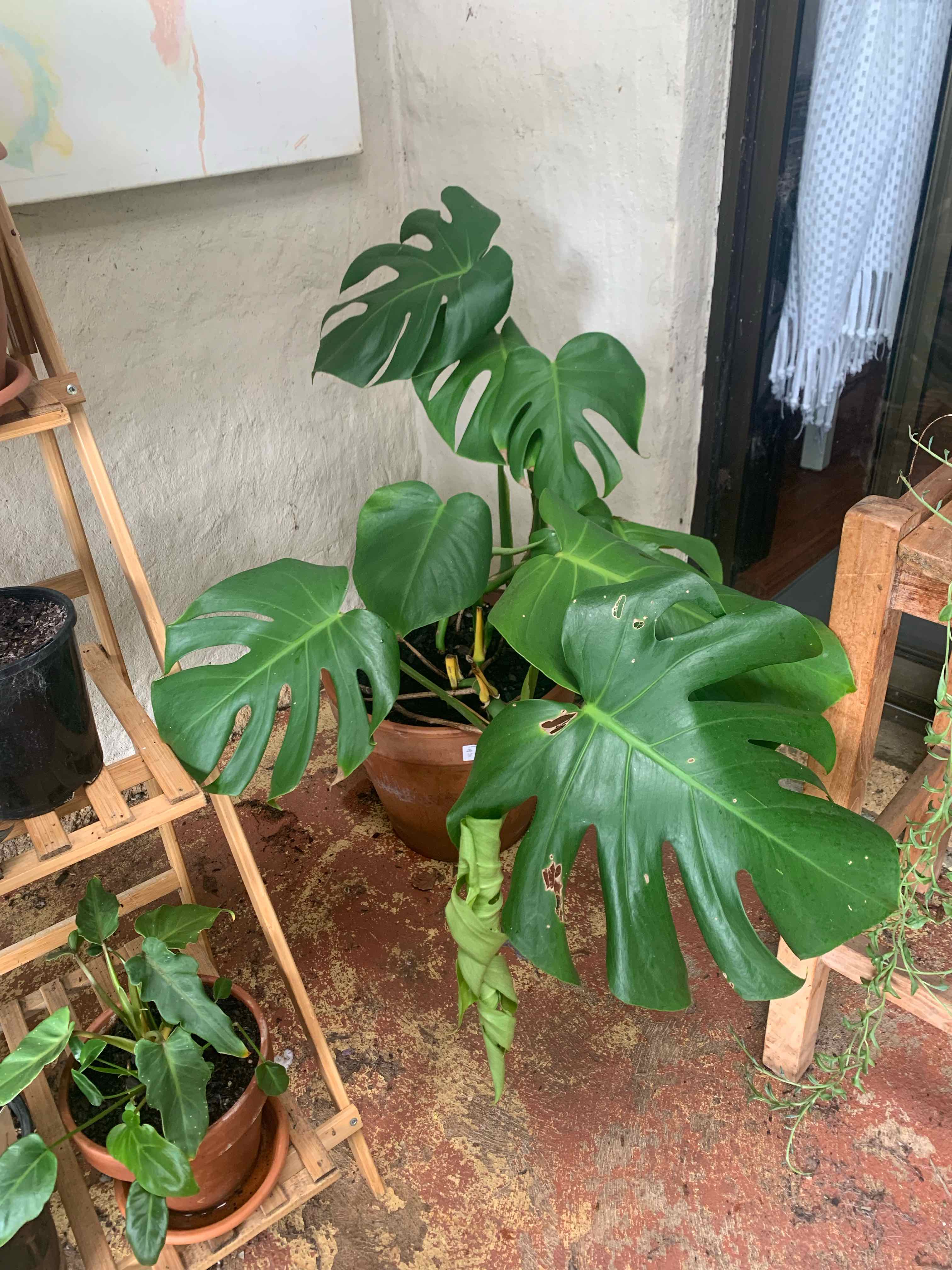 Monstera plant photo by @xxjazzxxpazz named Monny on Greg, the plant care app.