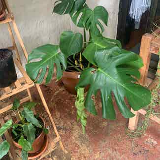 Monstera plant in Somewhere on Earth
