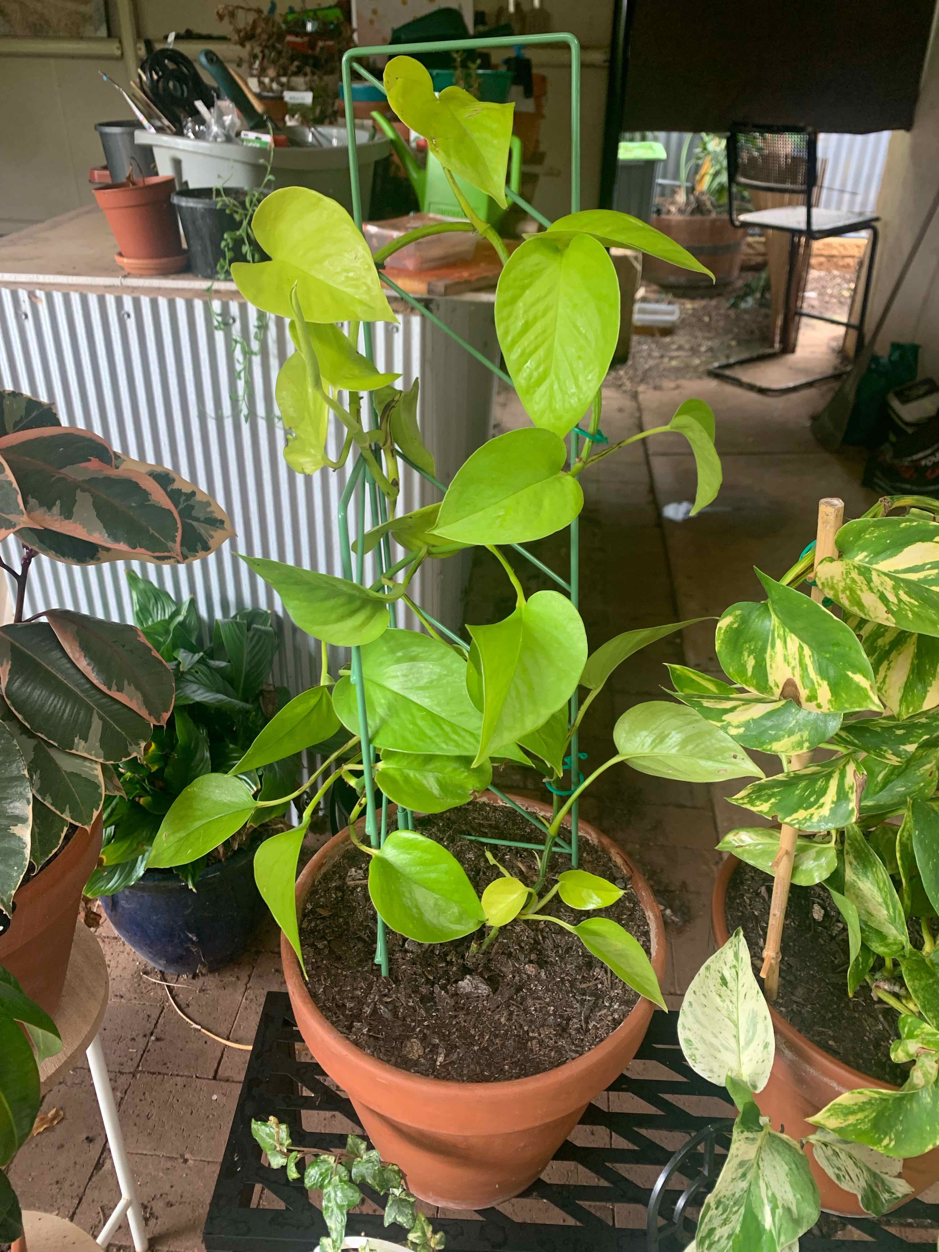 Neon Pothos plant photo by @xxjazzxxpazz named Alfie on Greg, the plant care app.
