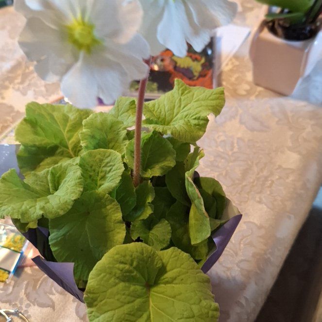 Photo of the plant species German Primrose by @YesPansy37 named Delilah on Greg, the plant care app