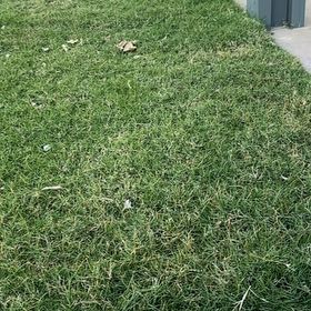 Photo of the plant species Wiregrass by @SereneJitterbug named Keanu Leaves on Greg, the plant care app