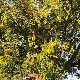 Photo of the plant species Golden Rain Tree by @SereneJitterbug named Elle on Greg, the plant care app