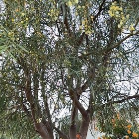 Photo of the plant species African Sumac by @SereneJitterbug named Peter Parker on Greg, the plant care app