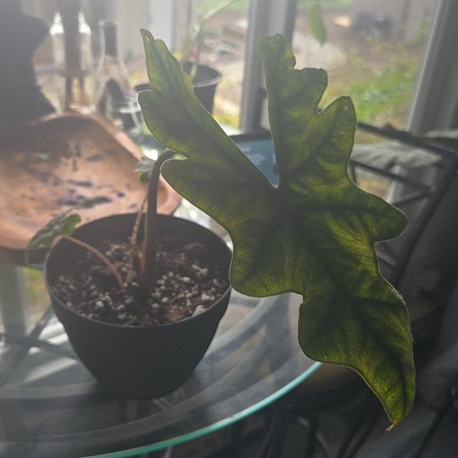 Photo of the plant species Alocacia Jacklyn by @nyega named Darwin on Greg, the plant care app