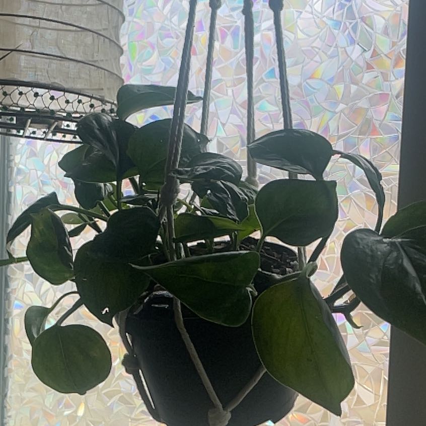 Photo of the plant species Manjula Poonsin Pothos by @YesHautree61 named Nemo on Greg, the plant care app