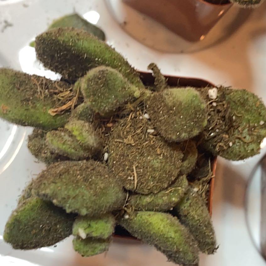 Photo of the plant species Common Iceplant by @JollyCorkoak71 named Achilles on Greg, the plant care app