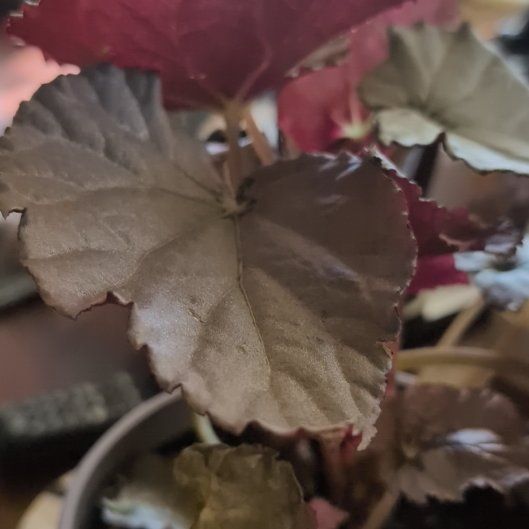 Photo of the plant species Looking Glass Cane Begonia by @KookyCapeweed named Apollo on Greg, the plant care app