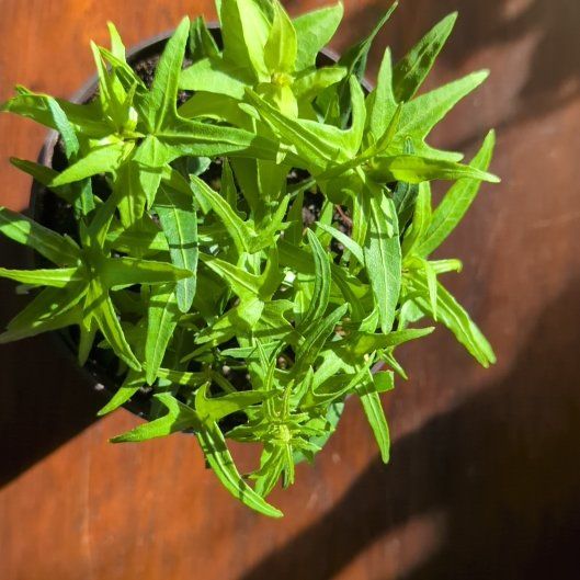 Photo of the plant species Starling Ivy by @KookyCapeweed named Coco on Greg, the plant care app