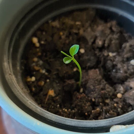 Photo of the plant species Orange Tree by @KookyCapeweed named Orwell on Greg, the plant care app
