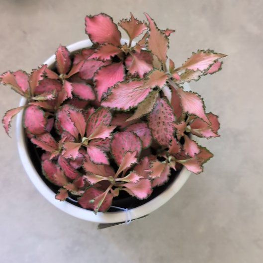 Photo of the plant species Nerve Plant by @KookyCapeweed named Leaf Erickson on Greg, the plant care app