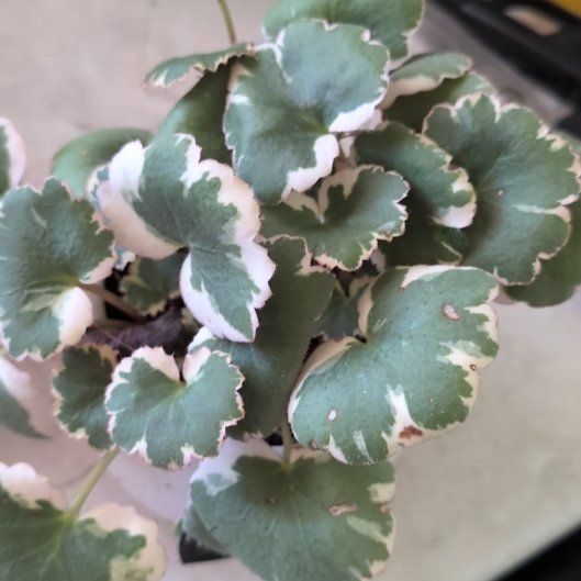 Photo of the plant species Pink Alumroot by @KookyCapeweed named Pax on Greg, the plant care app