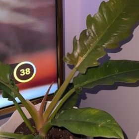 Photo of the plant species Philodendron Tiger Tooth by @HotKaraka58 named Dax on Greg, the plant care app