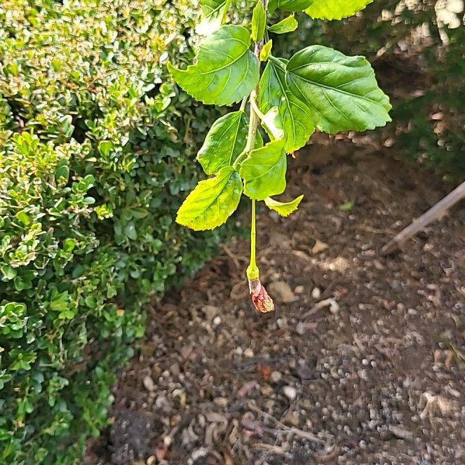 Photo of the plant species Japanese Lantern by @PrincessRuby named Delilah on Greg, the plant care app