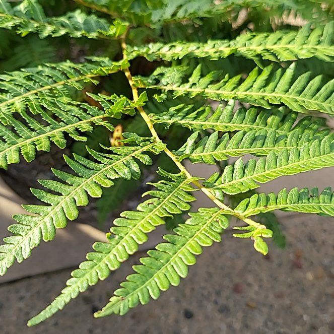 Photo of the plant species Australian Tree Fern by @PrincessRuby named Gates on Greg, the plant care app