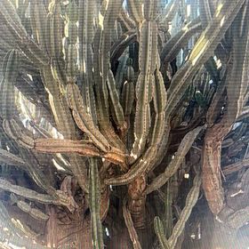 Photo of the plant species Cereus Cactus by @AnewGrass3 named Zeus on Greg, the plant care app