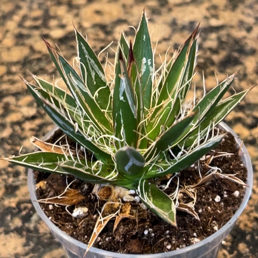 Photo of the plant species Thread Agave by @EricMartens named Juan Smalls on Greg, the plant care app