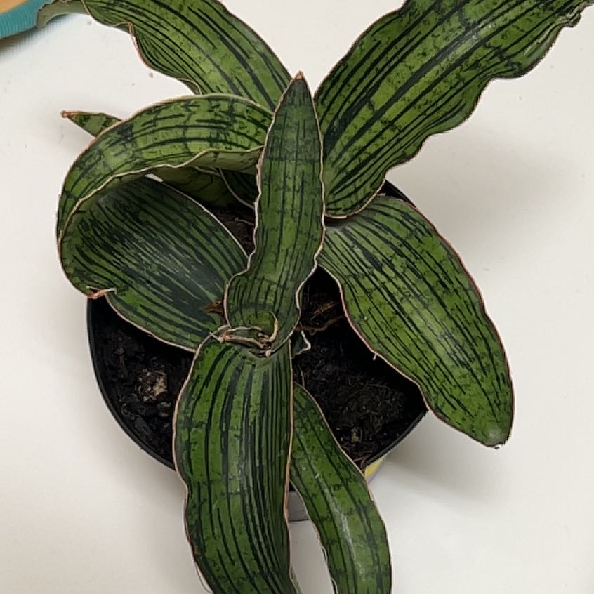 Photo of the plant species Sansevieria Cleopatra by @EricMartens named Sansevieria Cleopatra on Greg, the plant care app