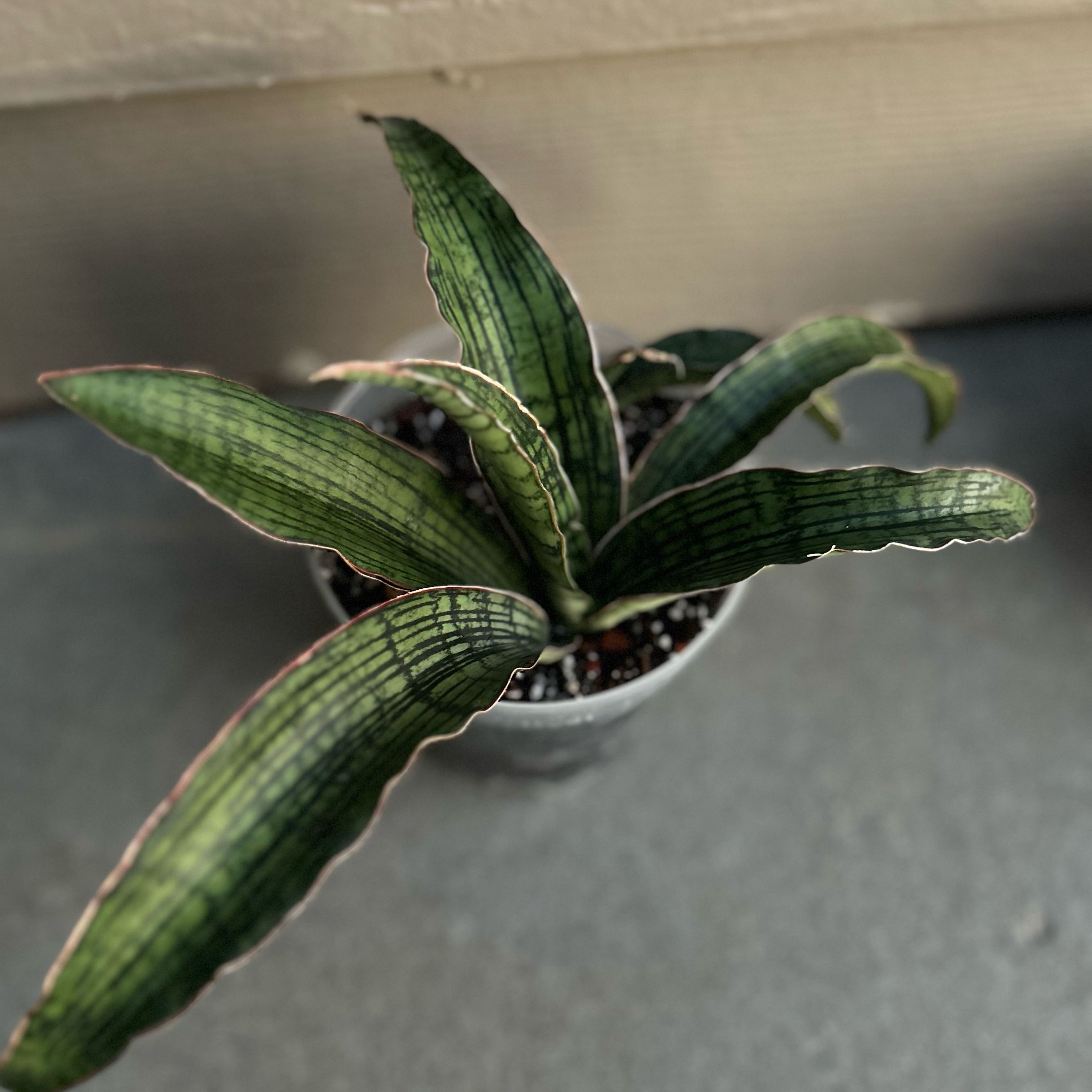 Photo of the plant species Sansevieria Cleopatra by @EricMartens named Sansevieria Cleopatra 2 on Greg, the plant care app