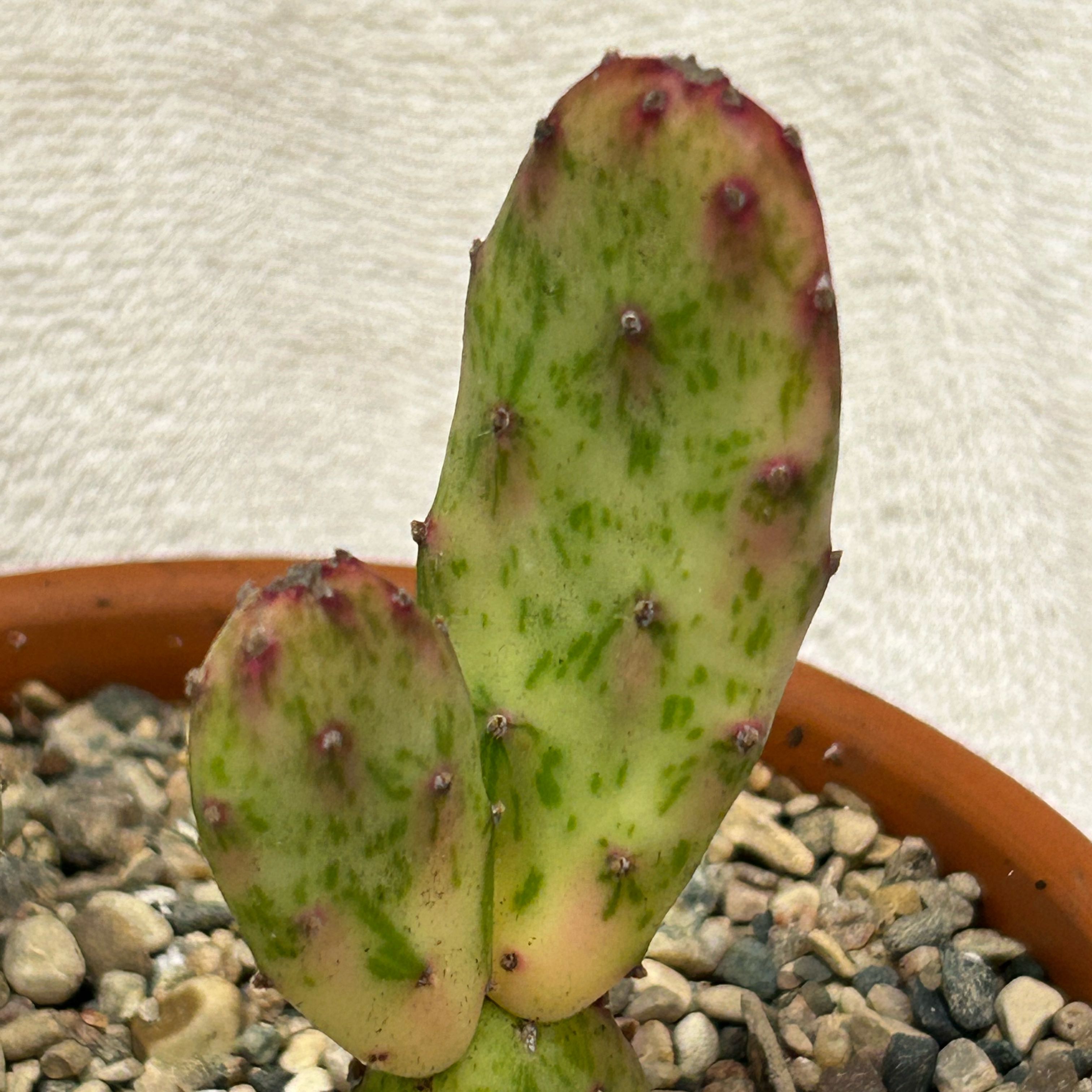 Photo of the plant species Sunburst Prickly Pear by @EricMartens named Sunburst Prickly Pear on Greg, the plant care app