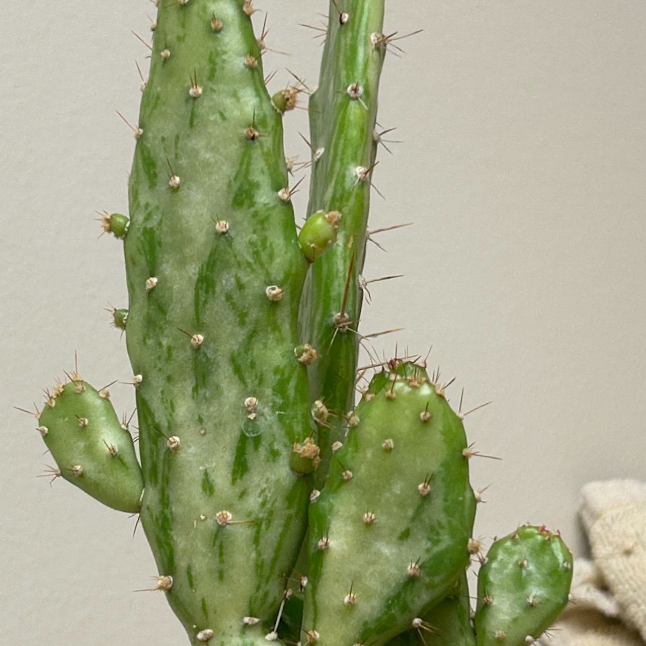 Photo of the plant species Variegated Joseph's Coat by @EricMartens named Variegated Joseph’s Coat on Greg, the plant care app