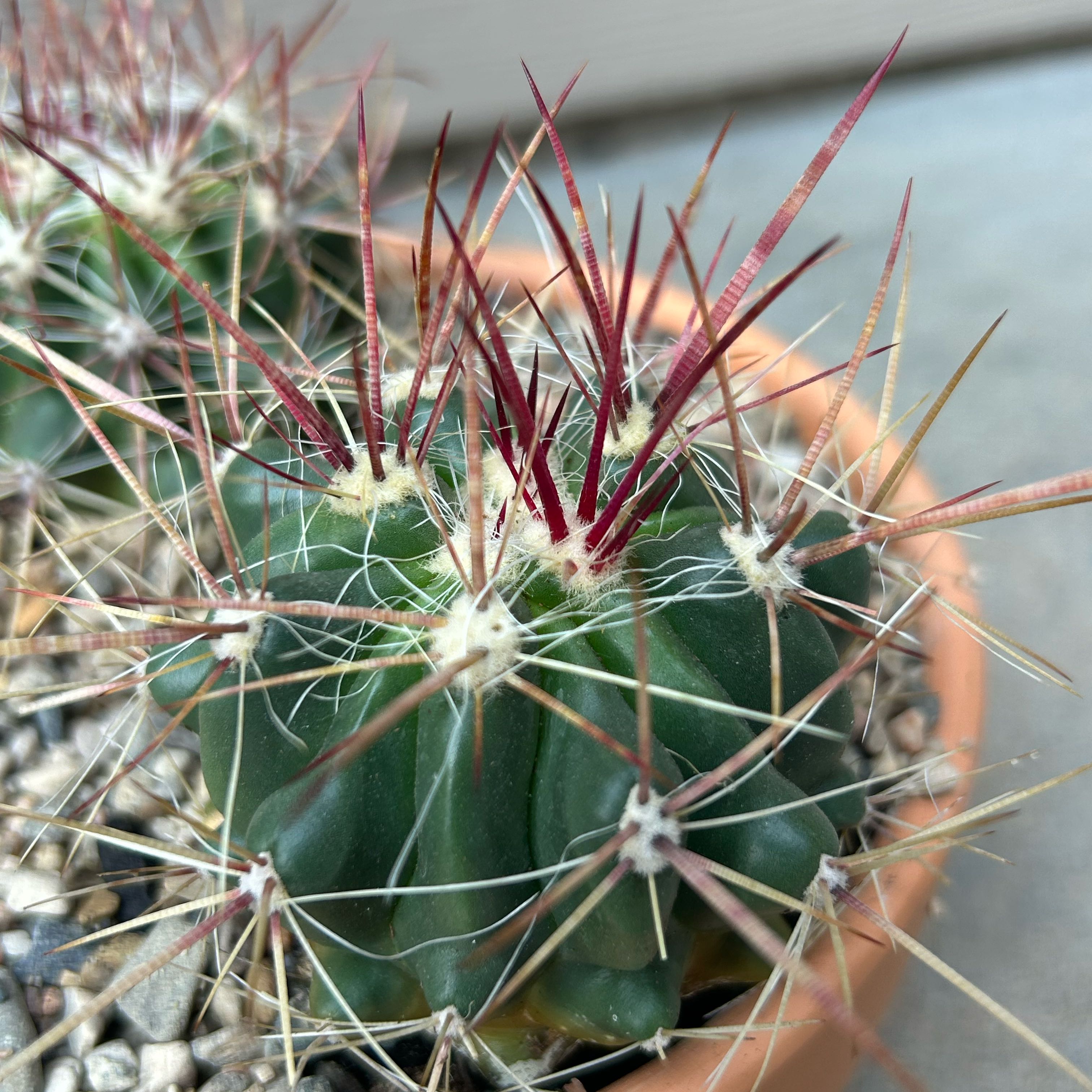 Photo of the plant species Fire Barrel Cactus by @EricMartens named Mexican Fire Barrel Cactus on Greg, the plant care app