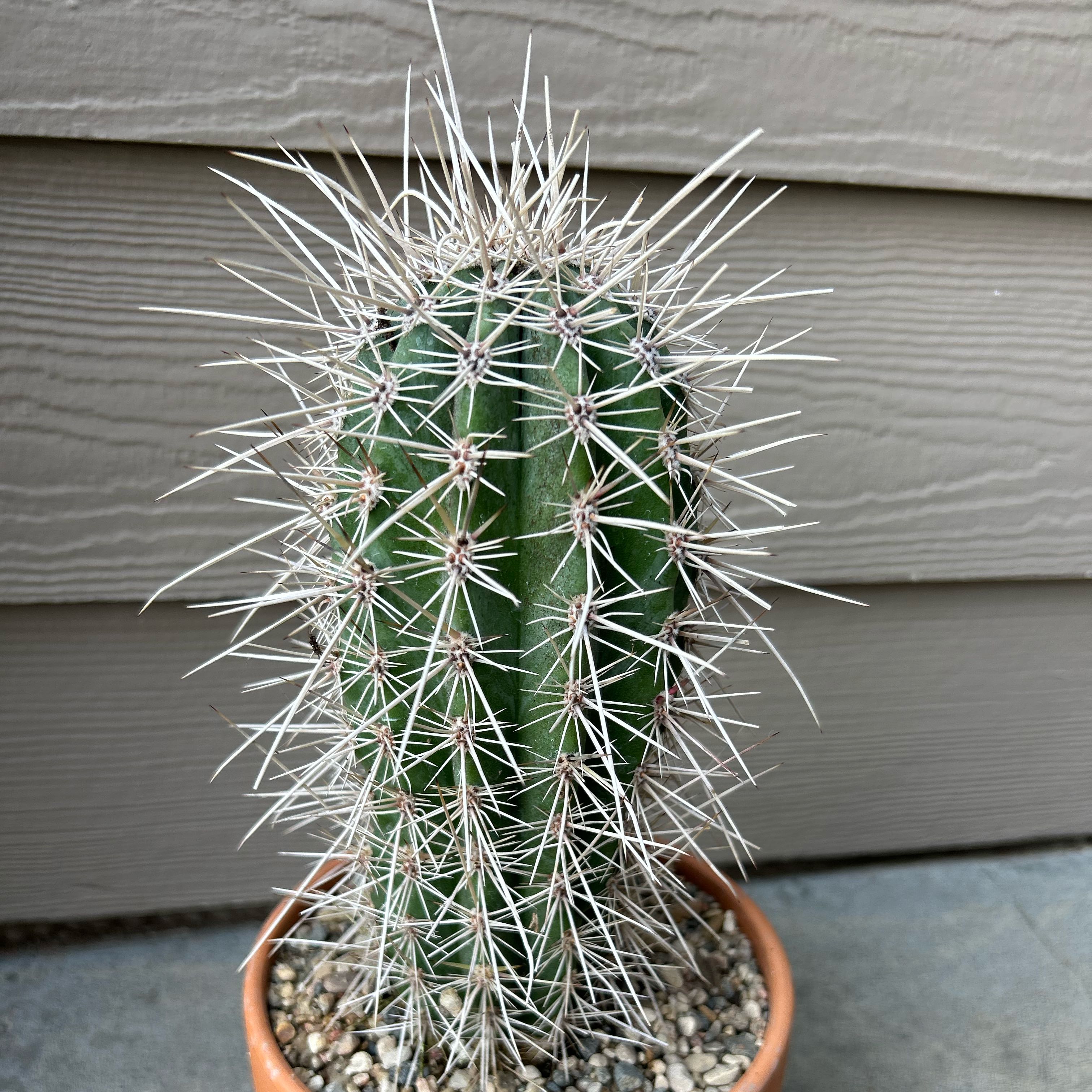 Photo of the plant species Mexican Giant Cactus by @EricMartens named False Saguaro - B on Greg, the plant care app