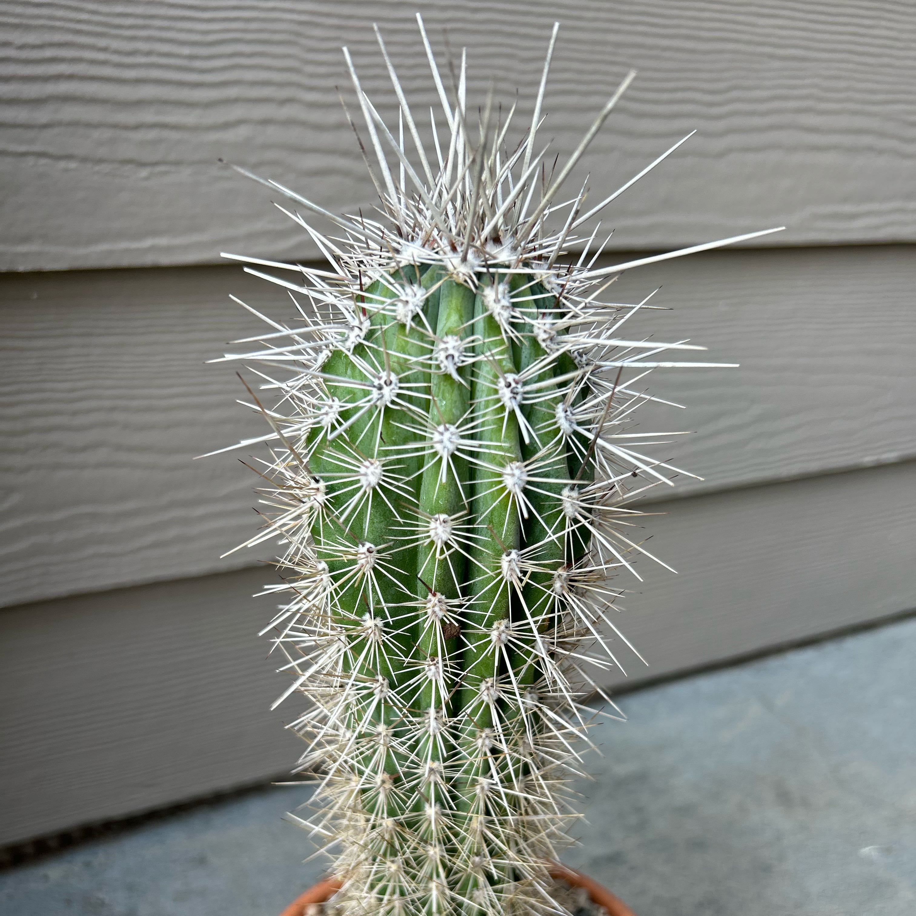 Photo of the plant species Mexican Giant Cactus by @EricMartens named False Saguaro - A on Greg, the plant care app