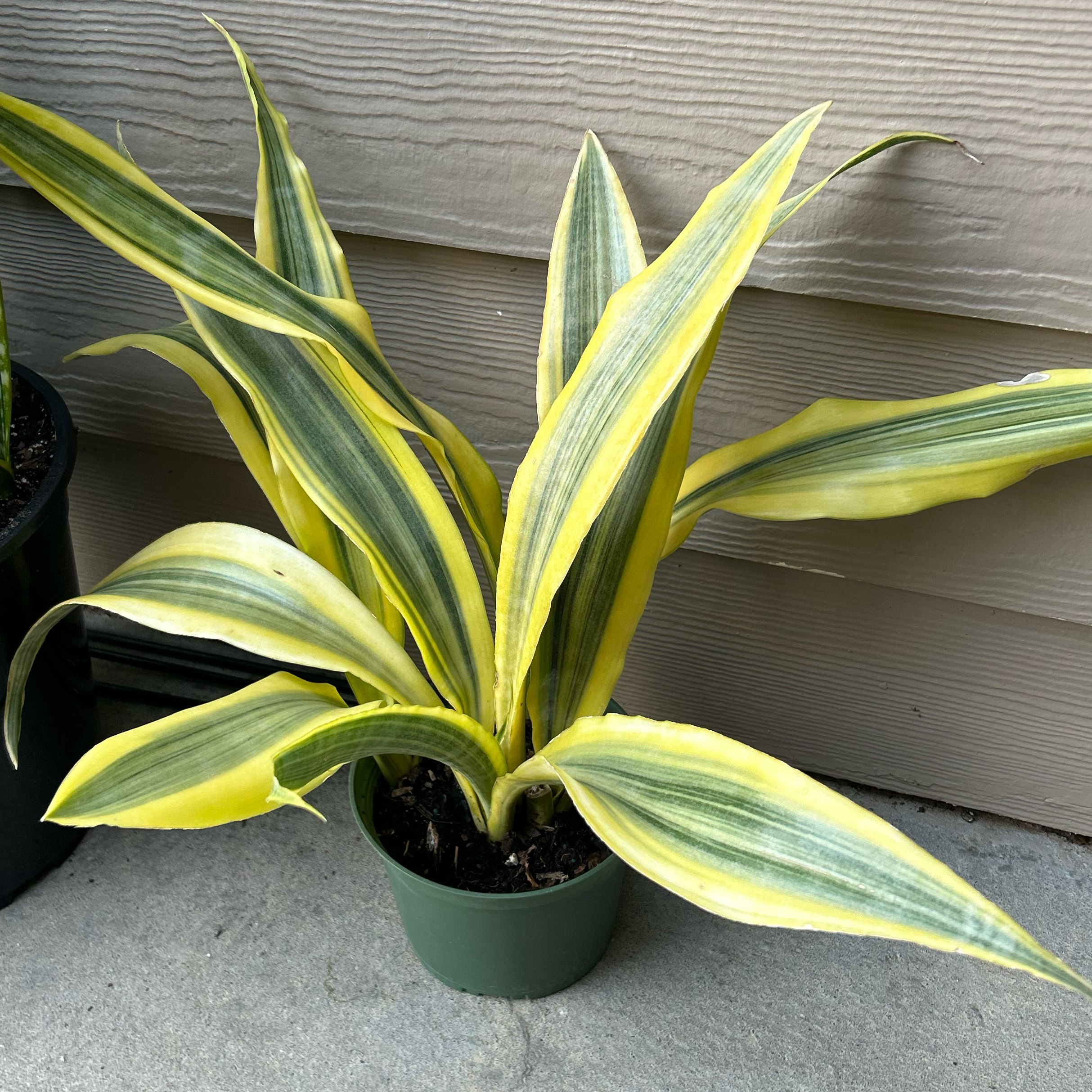 Photo of the plant species Snake Plant Yellowstone by @EricMartens named Yellow Stone Snake Plant on Greg, the plant care app
