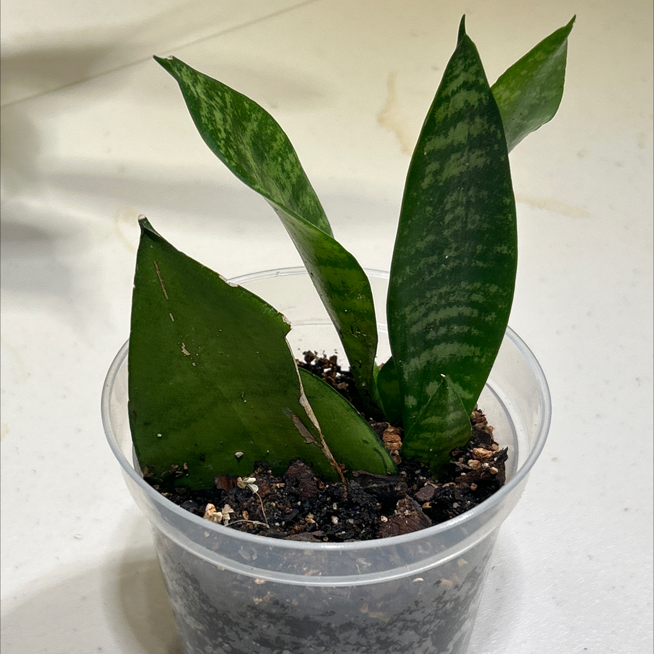 Photo of the plant species moonshine snake plant by @EricMartens named Moonshine Experiment on Greg, the plant care app