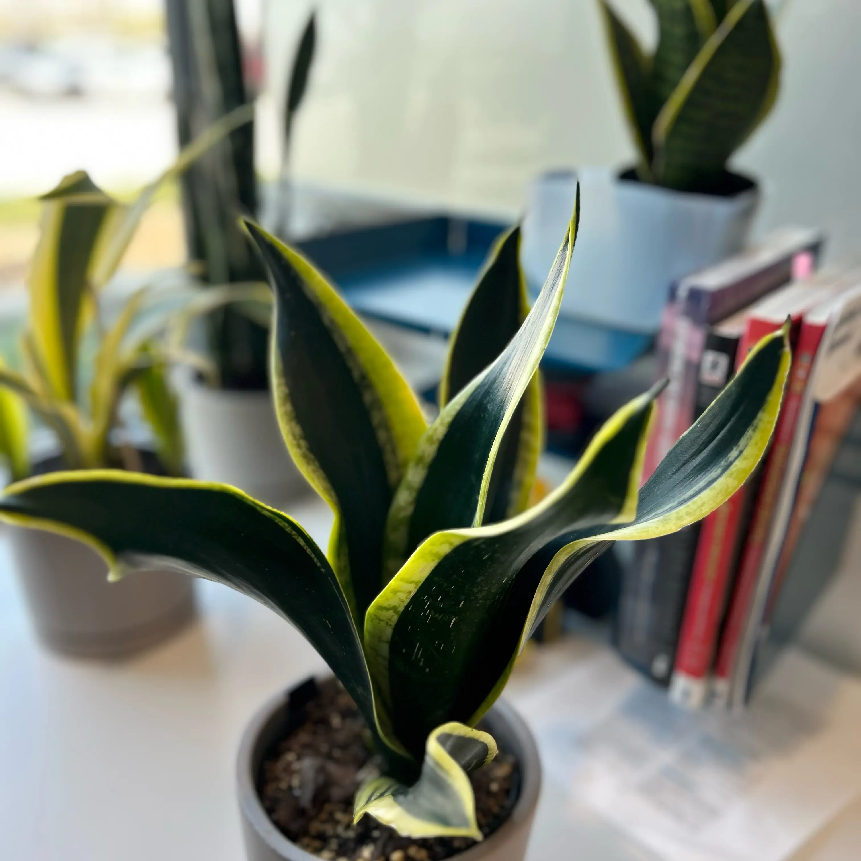 Photo of the plant species Sansevieria 'Black Gold Robusta' by @EricMartens named Office Black Gold Robusta Snake Plant on Greg, the plant care app